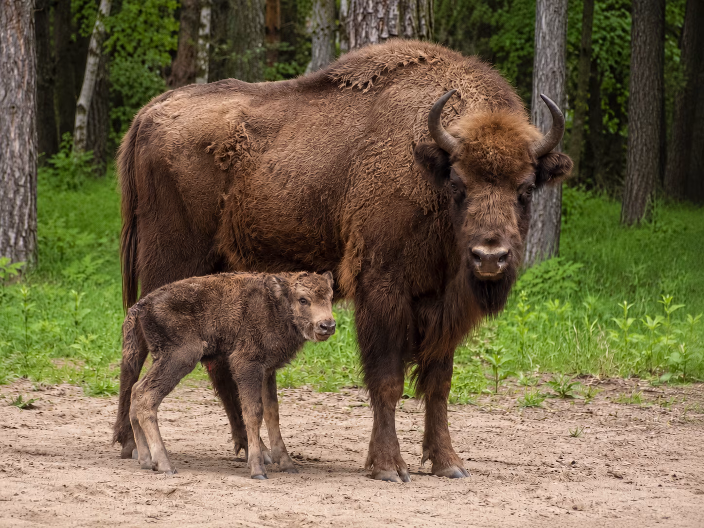 Wisentkuh mit Kalb im Wisentreservat Damerower Werder am Kölpinsee